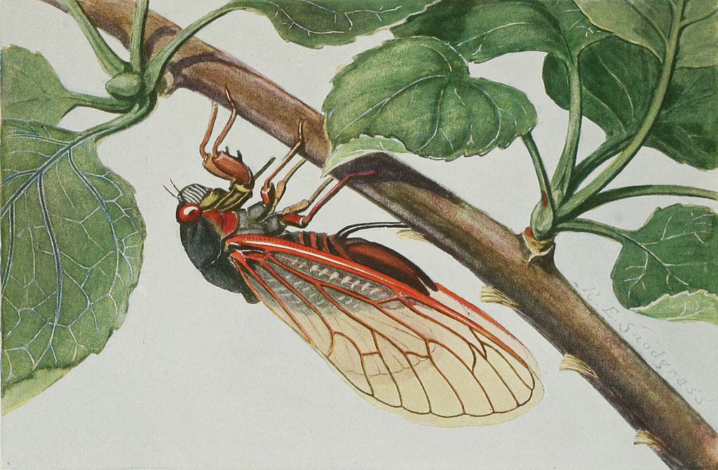 The periodical cicada (Magicicada septendecim) A female inserting eggs with her ovipositor into the under surface of an apple twig.
