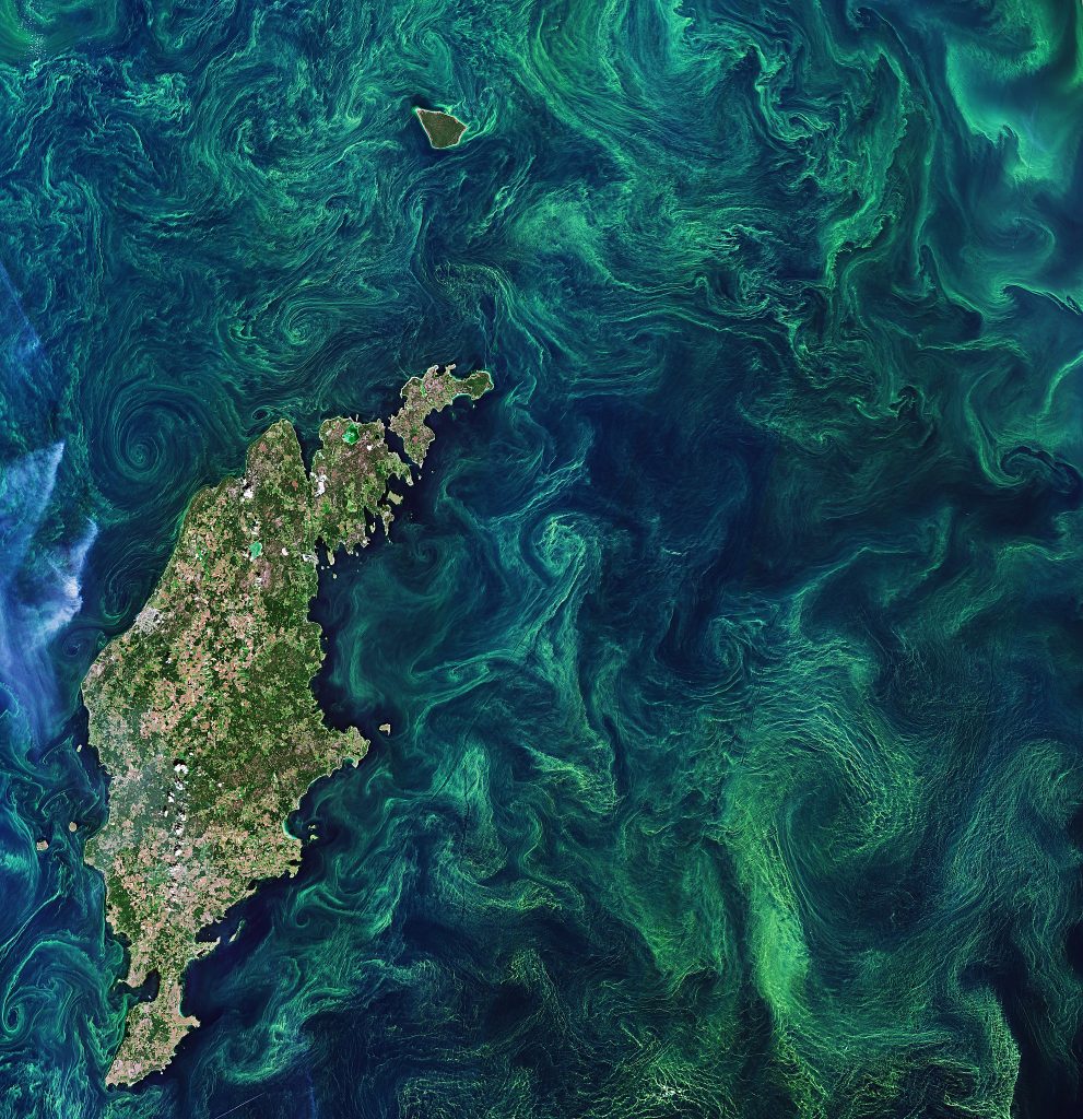 A satellite photo of the Baltic Sea with algae bloom (phytoplankton) swirling in the water. The photo includes shades of blue, green, and brown.