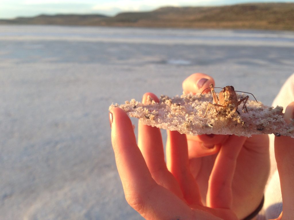 Hands hold up a chunk of mineralized salt, on which stands a brown Grasshopper, crystalized in salt, facing the camera. Blurry background of the Great Salt Lake in the distance.