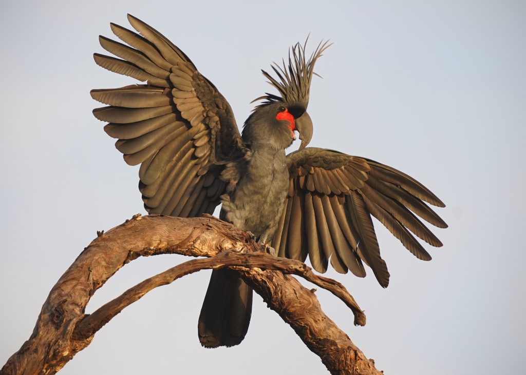 All images of Palm cockatoos below ©Christina Zdenek